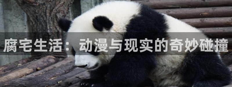 虫虫漫画全集阅读：腐宅生活：动漫与现实的奇妙碰撞配图